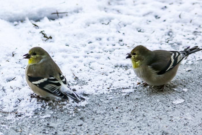  Two Female American Goldfinch Spinus Tristis