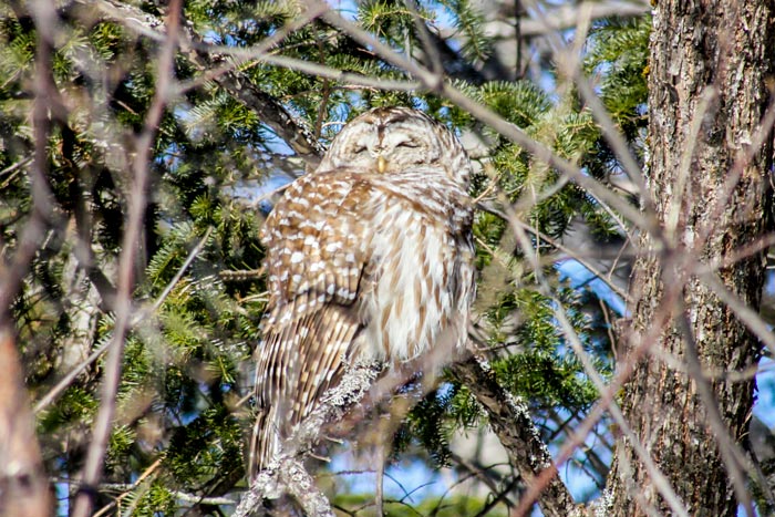 Barred Owl Strix Varia Sunning Itself During The Winter