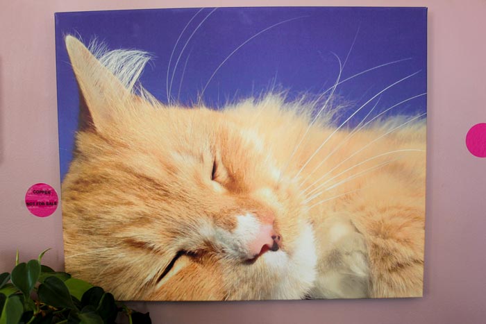 Copper The Cat Canvas Artwork At Orange Cat Cafe In Kingfield Maine