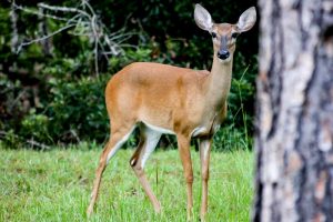 White-tailed Deer in Florida
