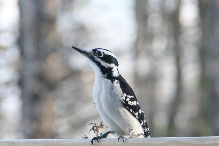 A Female Hairy Woodpecker Picoides Villosus Perched On A Wooden Fence
