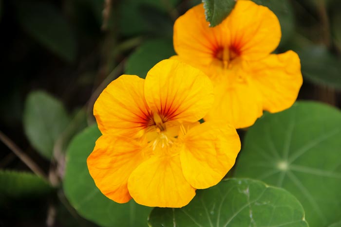 The Chas. C. Hart Seed Co. Double Sweet Scented Glorious Gleam Hybrids Finest Mixed Annual And Edible Nasturtium Tropaeolum