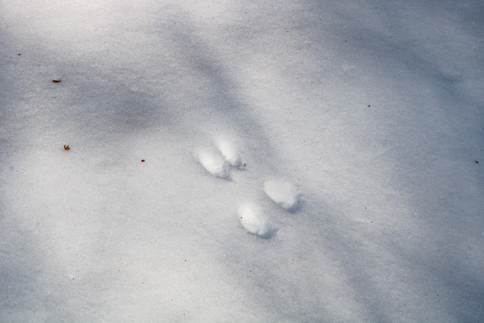 American Red Squirrel Tamiasciurus Hudsonicus Tracks In The Snow