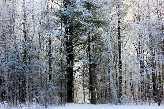 Snow Covered Trees On An Early Morning In Maine