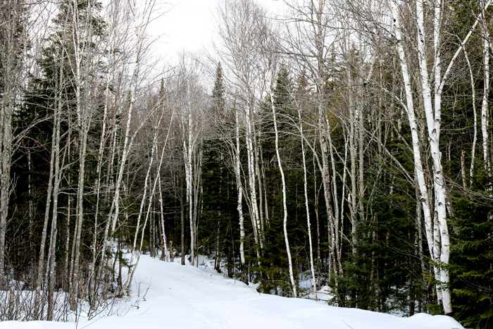 A White Birch Lined Section Of The Poplar Hut Access Trail In Maine