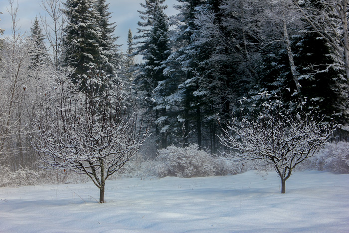 Snow Covered Apple Trees In Maine