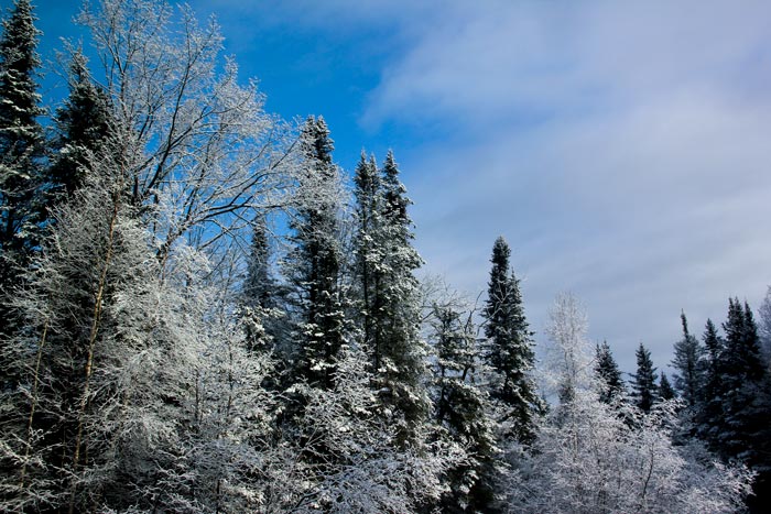 Snow Covered Trees With A Blue Sky