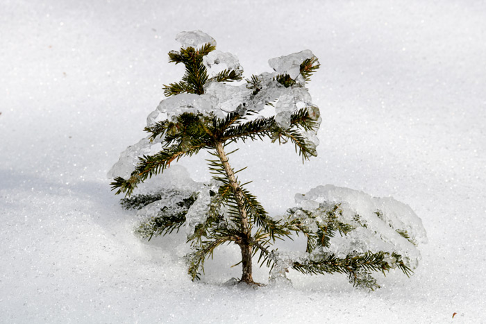 A Young Black Spruce Tree Covered In Ice