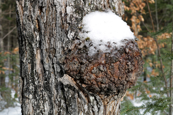An Ice Covered Burl