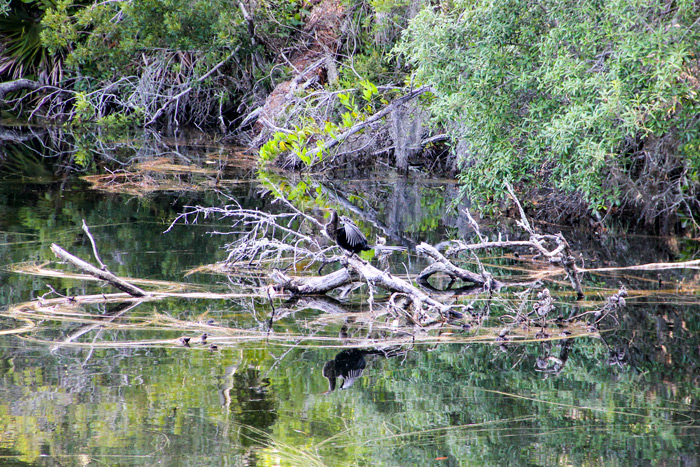 Anhinga Perched On Branches In Grahm Swamp Preserve In Florida