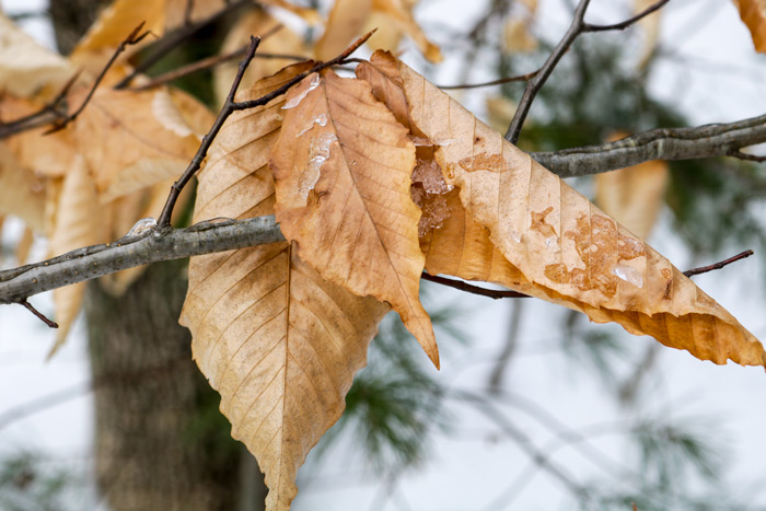Beech Leaves With Ice