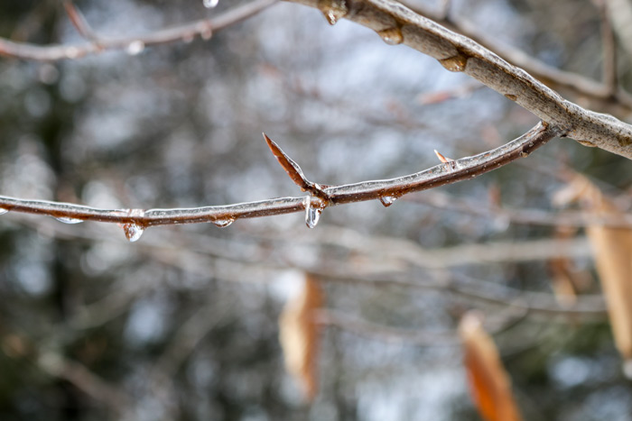 A Frozen Beech Tree Branch