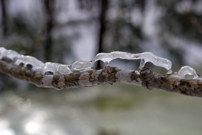 Birch Tree Branch With Ice