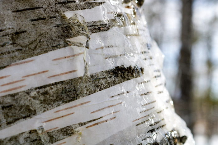 Birch Tree Trunk With Ice