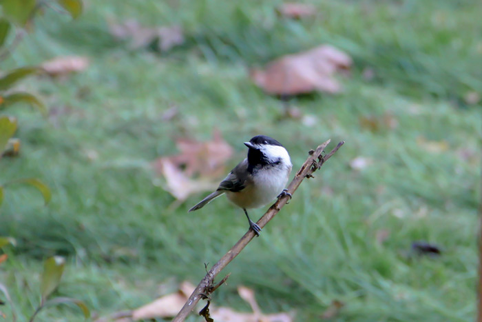 A Black Capped Chickadee Poecile Atricapillus Perched On A Branch