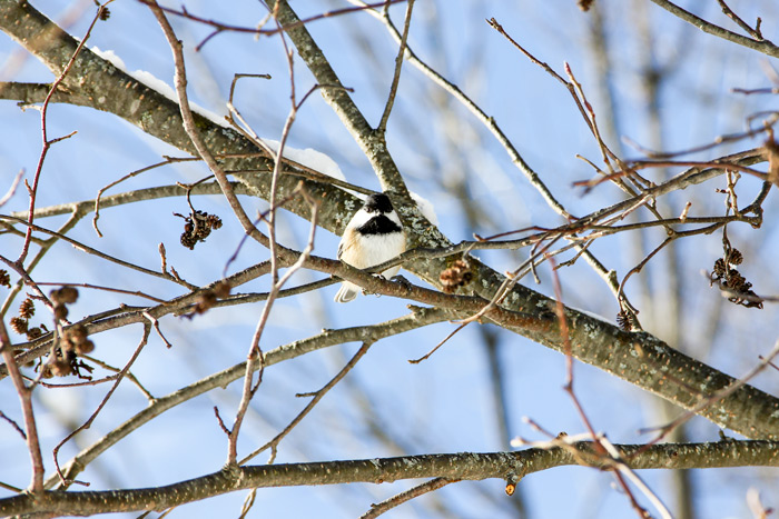 A Black Capped Chickadee Poecile Atricapillus Perched In A Birch Tree