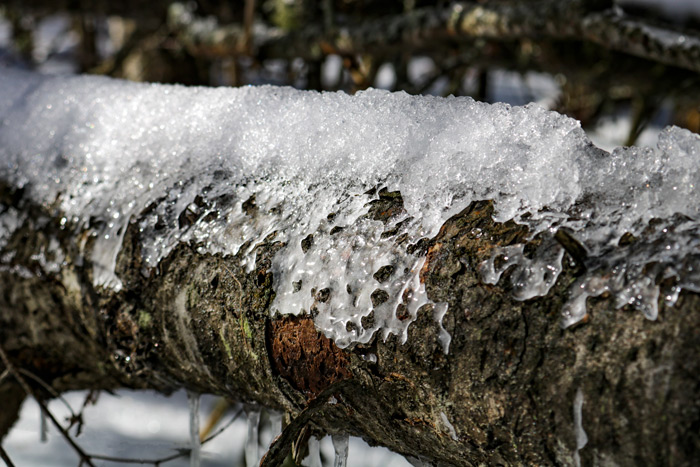 A Fallen Black Spruce Trunk With Ice On The Top Of It