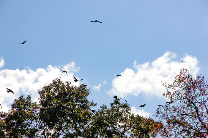 Flying American Crows Corvus Brachyrhynchos