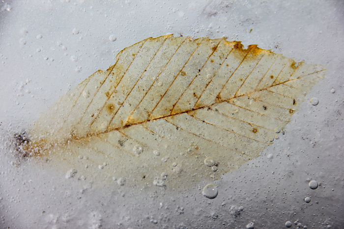 A Frozen Beech Leaf