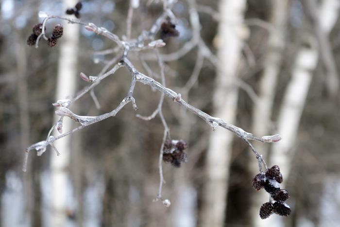 Frozen Birch Branches