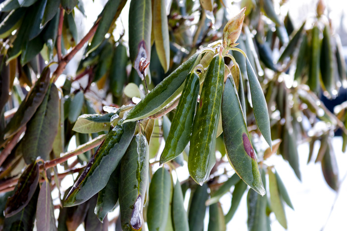 A Frozen Rhododendron