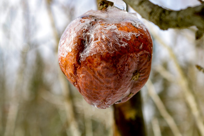 An Ice Covered Apple
