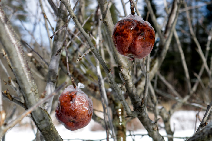 Apples Covered In Ice After A Freezing Rain Storm