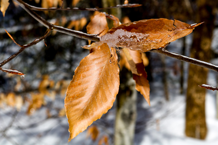 Beech Leaves With Ice