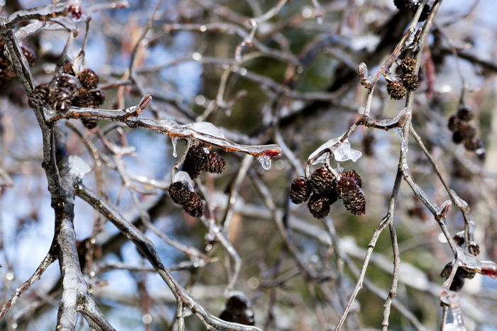 Ice Covered Birch Tree Branches