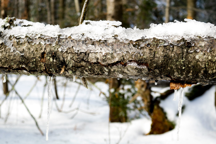An Ice Covered Black Spruce Trunk