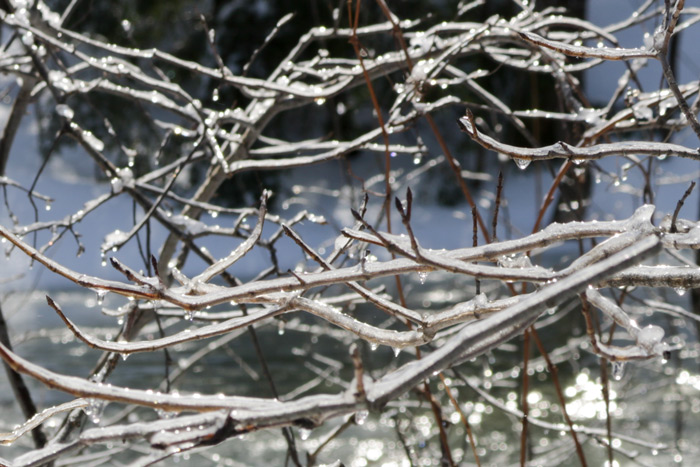Ice Covered Branches