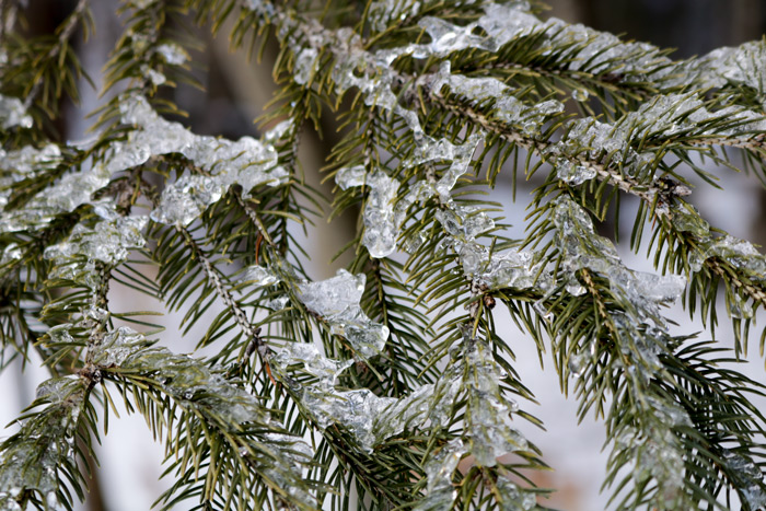 Ice Covered Pine Needles