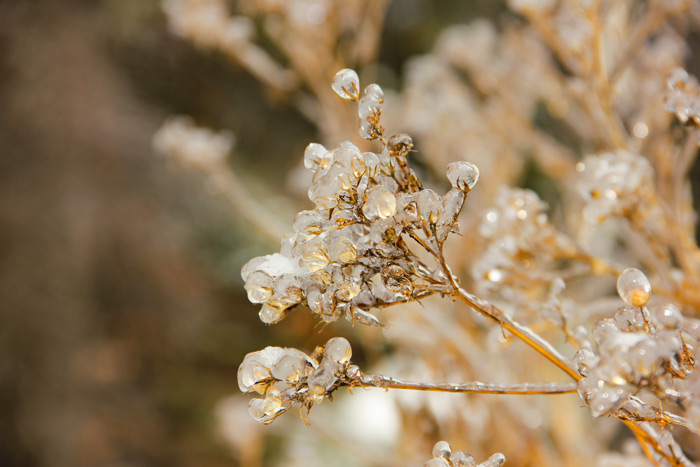 Ice Covered Spirea Flower