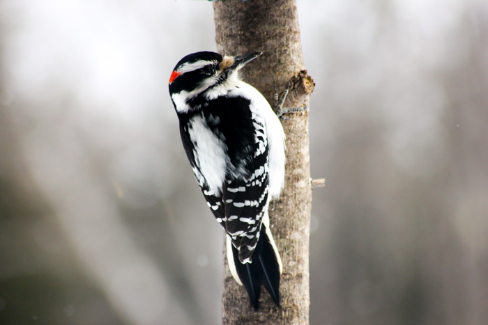 A Male Hairy Woodpecker