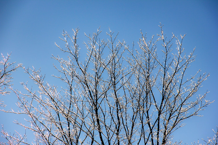 Maple Trees Covered In Ice