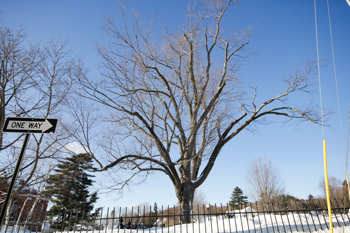 An Upward View Of Sugar Maple Tree