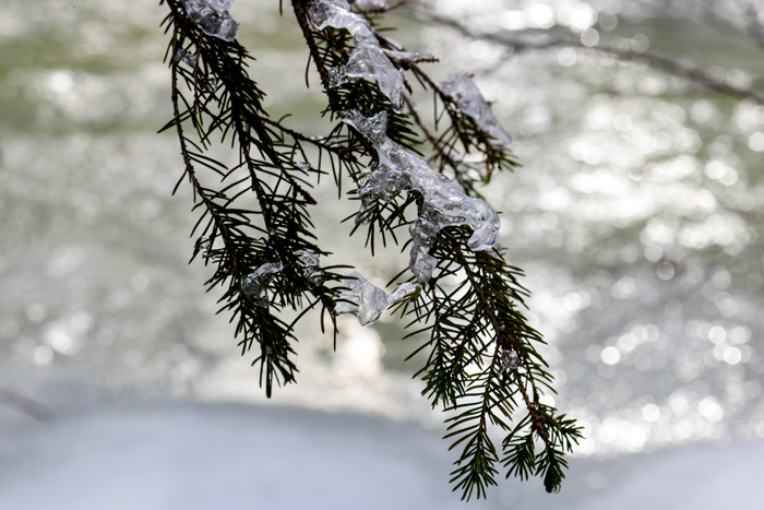 A Black Spruce Branch With Ice