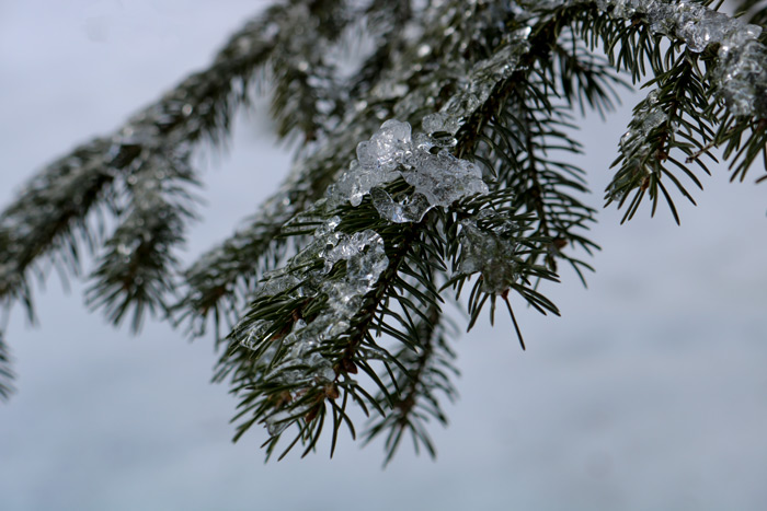 Black Spruce Branch Covered In Ice