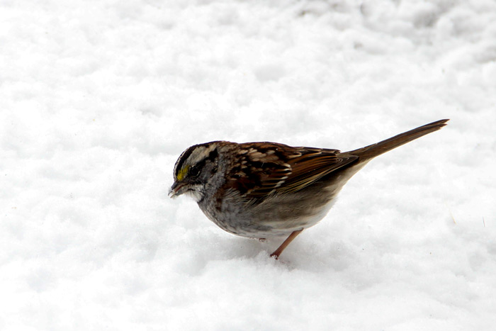 A White Throated Sparrow Zonotrichia Albicollis In The Snow