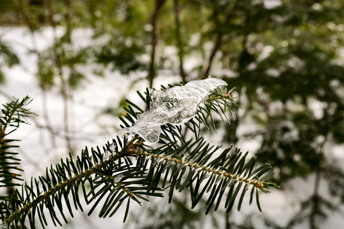 Winter Ice On A Balsam Fir Branch