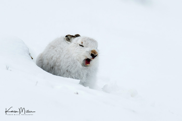 Snow Shoe Hare With Its Mouth Open