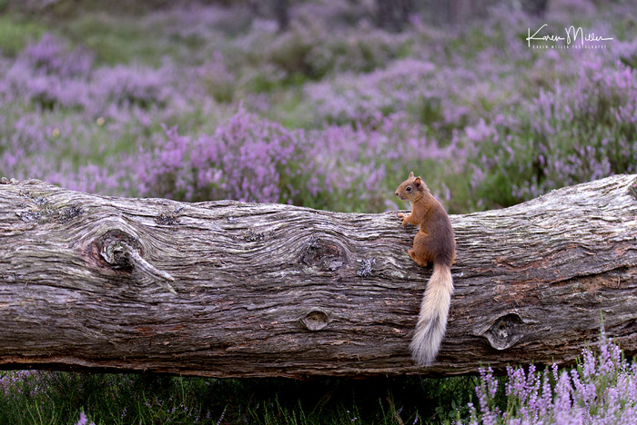 Red Squirrel On Fallen Tree