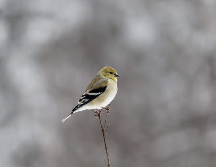 An American Goldfinch In Profile