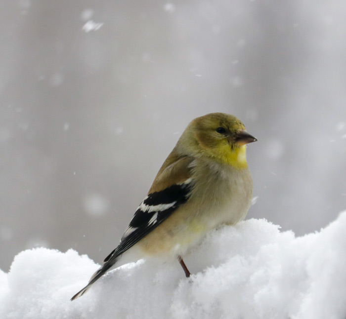 An American Goldfinch With Perched In Snow With Snow In The Background