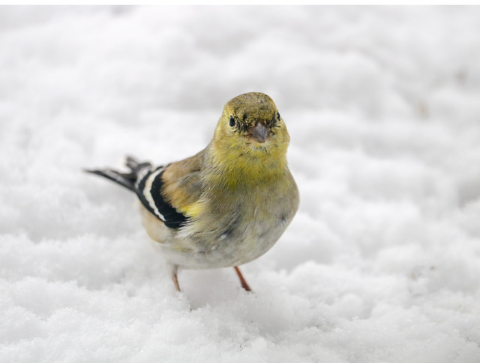 An American Goldfinch In The Snow