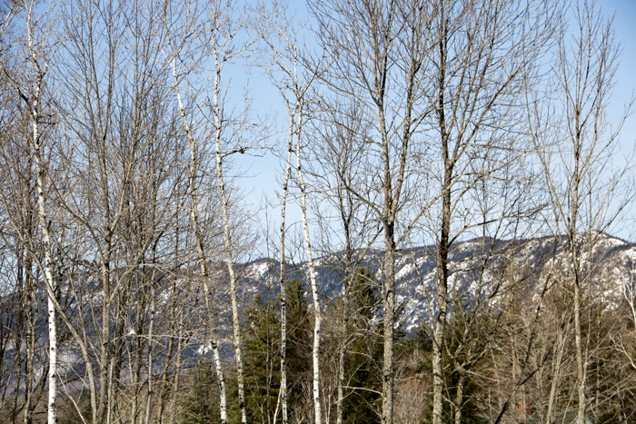 Bigelow Mountain Preserve Through Trees
