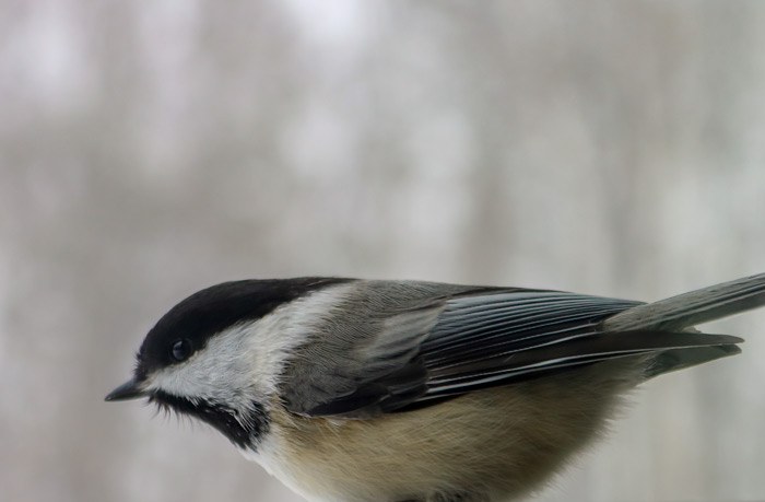 A Close-up Of A Perched Black Capped Chickadee