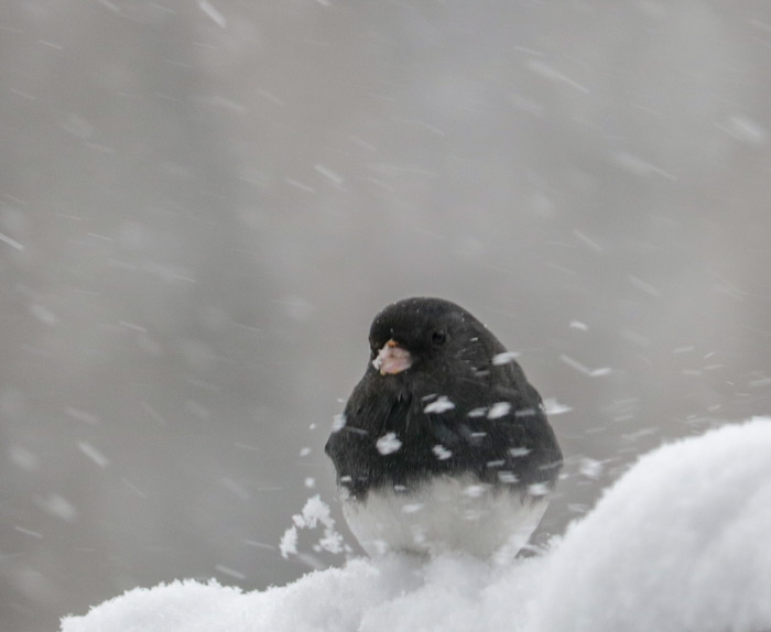 A Dark Eyed Junco With Blowing Snow