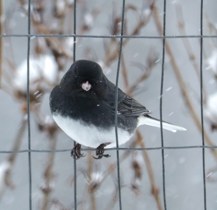 Dark Eyed Junco Sitting On Fence In Snow