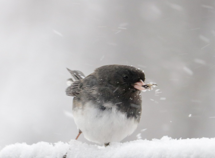 A Dark Eyed Junco In A Snowstorm With Seed In Its Mouth